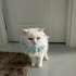 SÜTLAÇ EV KEDİSİ fotoğraf