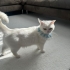 SÜTLAÇ EV KEDİSİ fotoğraf