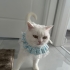 SÜTLAÇ EV KEDİSİ fotoğraf