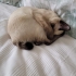 TAMAMEN ÜCRETSİZ SİYAM KEDİSİ fotoğraf