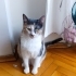 asil/ mesafeli sakin bir kedi(kısırlaştırıldı) fotoğraf