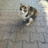 Acil Sahiplendirme fotoğraf