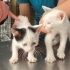 Van kedisi kırması bebekler fotoğraf