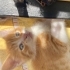 MİNİK BAL SARMANA YUVA fotoğraf