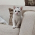 2 Aylık Yavru Kedi Kartopu'muza Yuva Arıyoruz fotoğraf