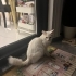 ORJİNAL VAN KEDİSİ..!! fotoğraf