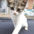 mini minik oğlan AİLE arıyor fotoğraf
