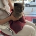 Köprülü Kanyon Kedi fotoğraf