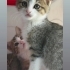 2 aylık, ele alışık, bebek kediler, kum alışkanlıkları var fotoğraf