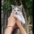 Sürmeli göz kıza acil yuva arıyorum fotoğraf