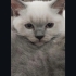 Yaşında British Shorthair Dişi – Yuva Arıyor fotoğraf