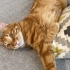 Uysal sırnaşık Şarman kedi fotoğraf