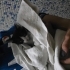 Apartman önü annesiz kedi fotoğraf