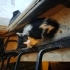 Apartman önü annesiz kedi fotoğraf