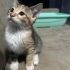 4 aylik disi yavru kedi ( uzun tuylu olacaktir ) fotoğraf