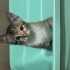 4 aylik disi yavru kedi ( uzun tuylu olacaktir ) fotoğraf