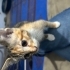 4 aylik disi yavru kedi ( uzun tuylu olacaktir ) fotoğraf