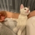Miraç iç dış parazitleri yapıldı sağlı veteriner kontrolü yapıldı 2 aylık bebek fotoğraf