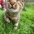 7 aylık bir gurgur makinesi dünaynın en aşık kör kedisi🤍🐾 fotoğraf