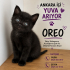 Güzeller güzeli Oreo🐾🖤 💙 bir o kadar uysal bu cocuğa yuva olmak ister misiniz fotoğraf