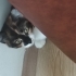 Mercimek için yuva fotoğraf