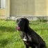 ÇİPLİ VE KISIR LABRADOR MELEZİ VETERİNERDEN..!! fotoğraf