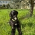 ÇİPLİ VE KISIR LABRADOR MELEZİ VETERİNERDEN..!! fotoğraf
