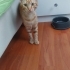 ACİL YUVA - İstanbul 3 aylık Sarman fotoğraf