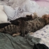 4 tane minnoş ( 2 erkek, 2 dışı) fotoğraf