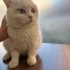 BRİTİSH-ANKARA MELEZİ..!! KISIR..!! fotoğraf