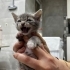 Minnoş kızımıza yuva 🧡 fotoğraf