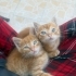 Acil yuva iki kardeş fotoğraf