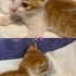 Tarçını ölüme terk etme yuva arıyor fotoğraf