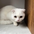 Aşıları tam çipli kısırlaşma şartı ile fotoğraf