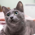 0532 202 91 32 RUSSIAN BLUE CİNSİ 1YAŞ KISIR OĞLUM DUMAN fotoğraf