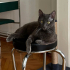 0532 202 91 32 RUSSIAN BLUE CİNSİ 1YAŞ KISIR OĞLUM DUMAN fotoğraf