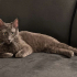 0532 202 91 32 RUSSIAN BLUE CİNSİ 1YAŞ KISIR OĞLUM DUMAN fotoğraf