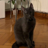 0532 202 91 32 RUSSIAN BLUE CİNSİ 1YAŞ KISIR OĞLUM DUMAN fotoğraf
