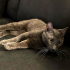 0532 202 91 32 RUSSIAN BLUE CİNSİ 1YAŞ KISIR OĞLUM DUMAN fotoğraf