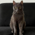 0532 202 91 32 RUSSIAN BLUE CİNSİ 1YAŞ KISIR OĞLUM DUMAN fotoğraf