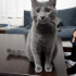 0532 202 91 32 RUSSIAN BLUE CİNSİ 1YAŞ KISIR OĞLUM DUMAN fotoğraf