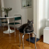 0532 202 91 32 RUSSIAN BLUE CİNSİ 1YAŞ KISIR OĞLUM DUMAN fotoğraf