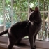0532 202 91 32 RUSSIAN BLUE CİNSİ 1YAŞ KISIR OĞLUM DUMAN fotoğraf