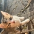 Acil yuva arıyoruz fotoğraf