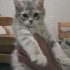 0532 202 91 32 MAVİ GÖZ SCOTISHFOLD ANNE VE 2 AYLIK OĞLU BRITISH BİRLİKTE YUVAYA fotoğraf