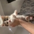 Minik Şehriye Yuva Arıyor fotoğraf