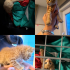 Araba motorundan kurtarılan yavru kedi fotoğraf