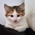Üzümlü kekler yuva arıyor fotoğraf