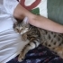 Tekir erkek kedi 1 yaşında kısır. Sevgi dolu bir can fotoğraf