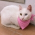 Dişi kısır 8 aylık uysal fotoğraf